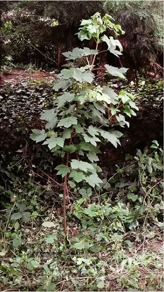 Sycamore Bonsai Progression (2017 - Now) 1 scyamore