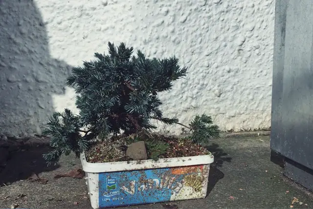 squamata juniper progression 10