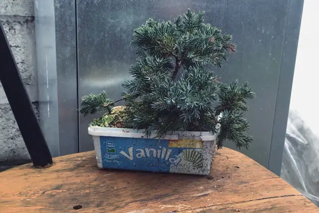 squamata juniper progression 11