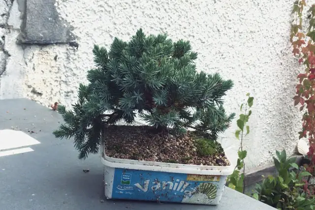 squamata juniper progression 12