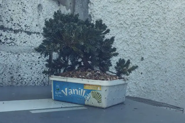 squamata juniper progression 14