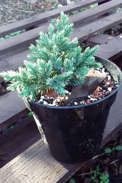 squamata juniper progression 2