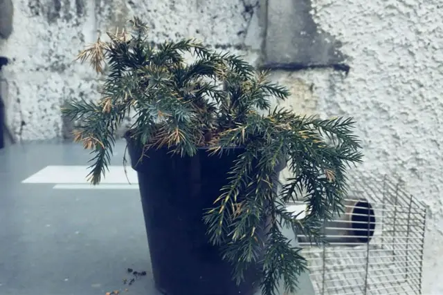 squamata juniper progression 3