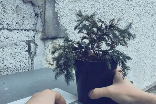 squamata juniper progression 4