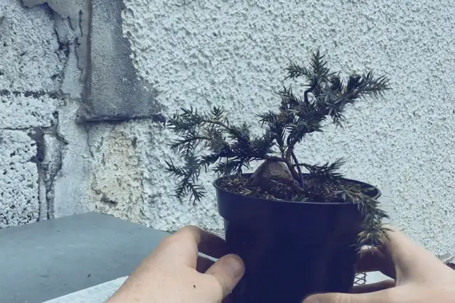 squamata juniper progression 5
