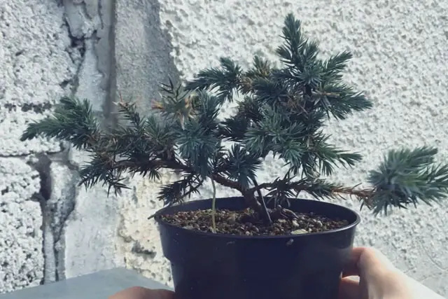 squamata juniper progression 6
