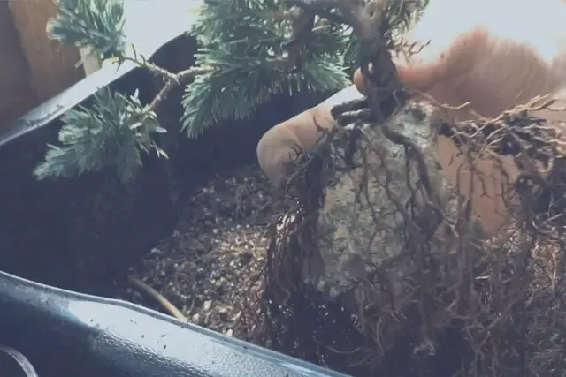squamata juniper progression 7