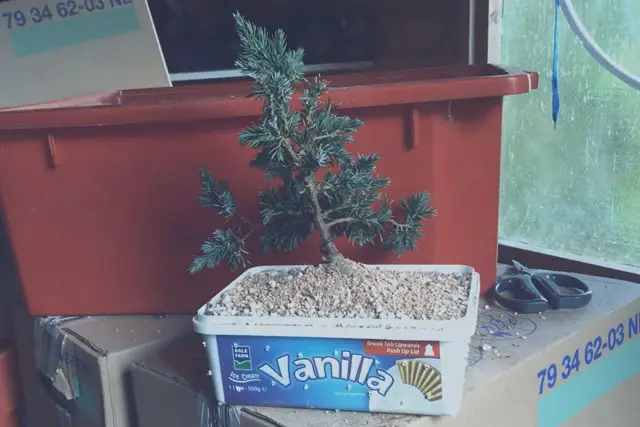squamata juniper progression 8