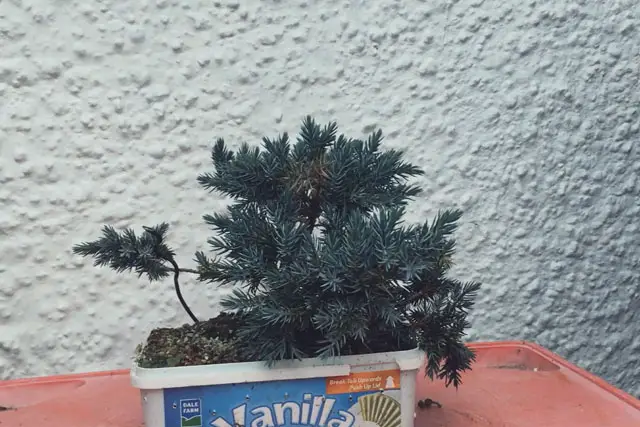 squamata juniper progression 9