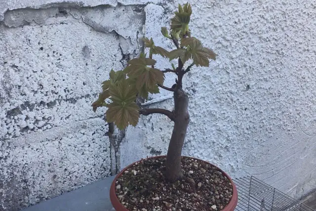 Sycamore Bonsai Progression (2017 - Now) 23 sycamore early 2023