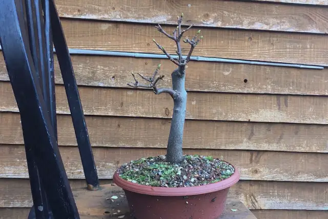 Sycamore Bonsai Progression (2017 - Now) 22 sycamore late 2022