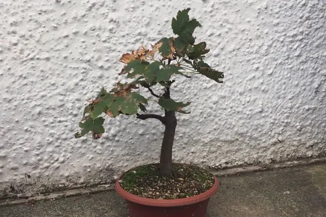 Sycamore Bonsai Progression (2017 - Now) 26 sycamore late 2023