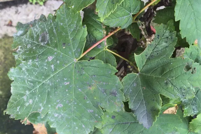 Sycamore Bonsai Progression (2017 - Now) 25 sycamore mouldy leaf