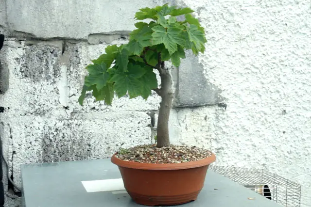 Sycamore Bonsai Progression (2017 - Now) 21 sycamore summer 2022