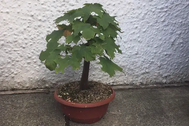 Sycamore Bonsai Progression (2017 - Now) 24 sycamore summer 2023