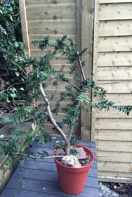 yew progression 2 edited