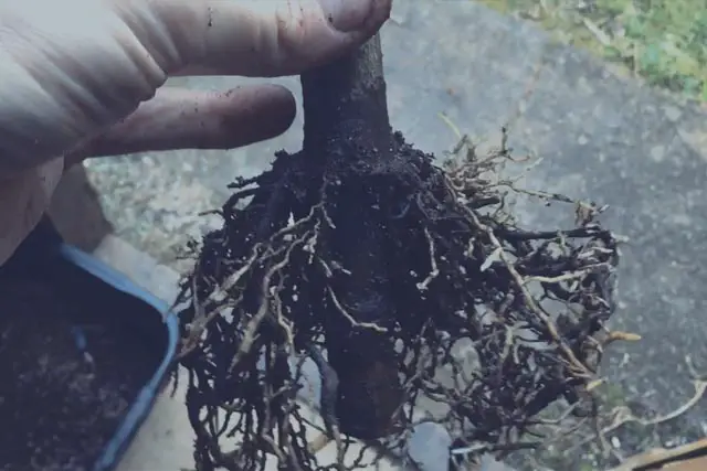 What Is Air Layering For Bonsai? 5 yew progression 7