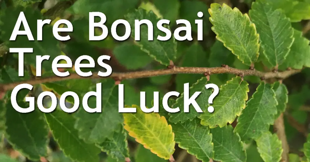 Are Bonsai Trees Good Luck? 16 Are Bonsai Trees Good Luck