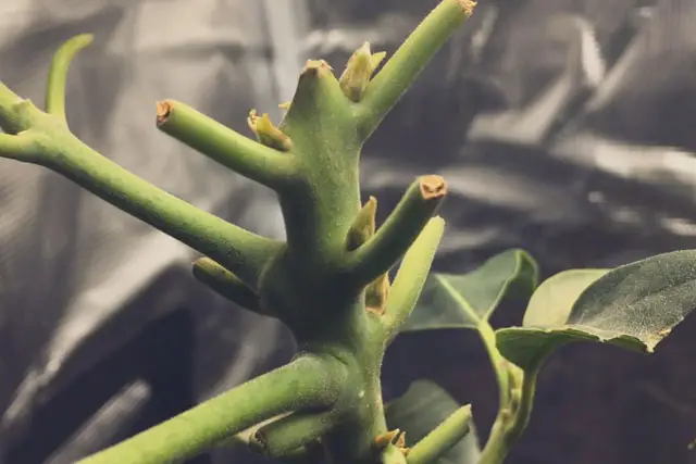 Avocado progression 15