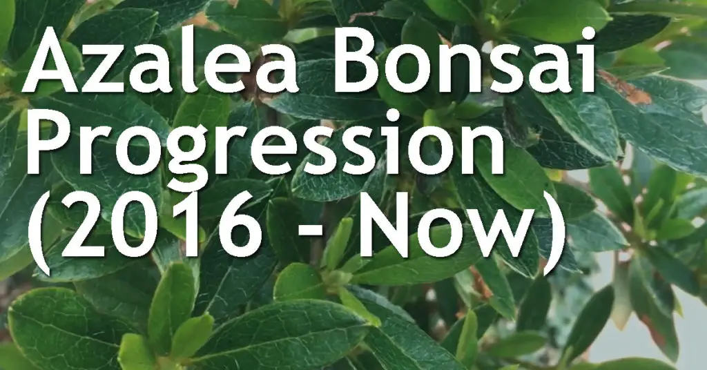 Azalea Bonsai Progression