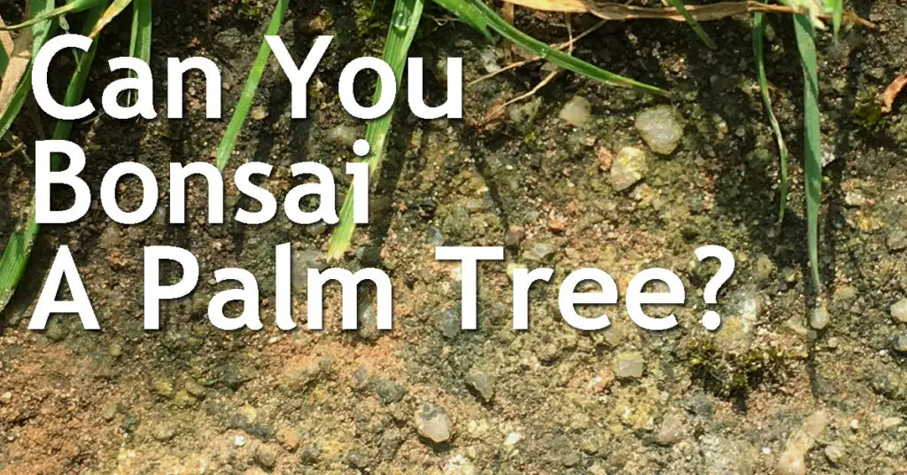 Can You Bonsai A Palm Tree