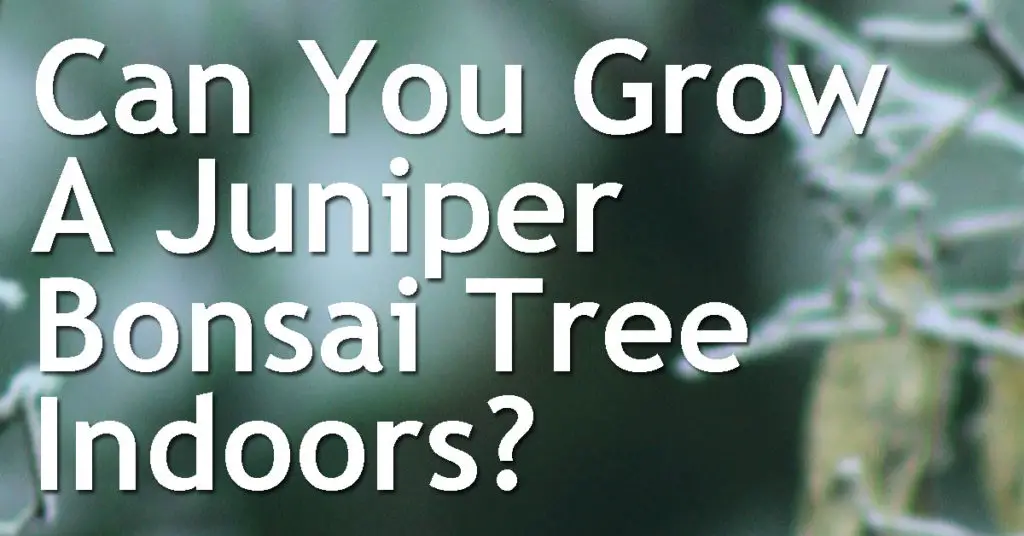 Can You Grow A Juniper Bonsai Tree Indoors? 3 Can You Grow A Juniper Bonsai Tree Indoors