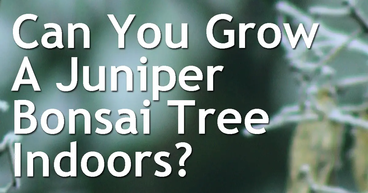 Can You Grow A Juniper Bonsai Tree Indoors? Back Garden Bonsai