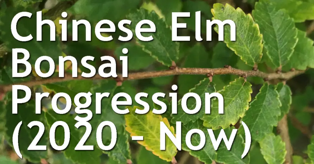 Chinese Elm Bonsai Progression (2020 – Now) 7 Chinese Elm Bonsai Progression