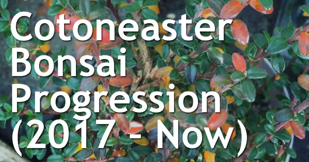 Cotoneaster Bonsai Progression (2017 – Now) 13 Cotoneaster Bonsai Progression