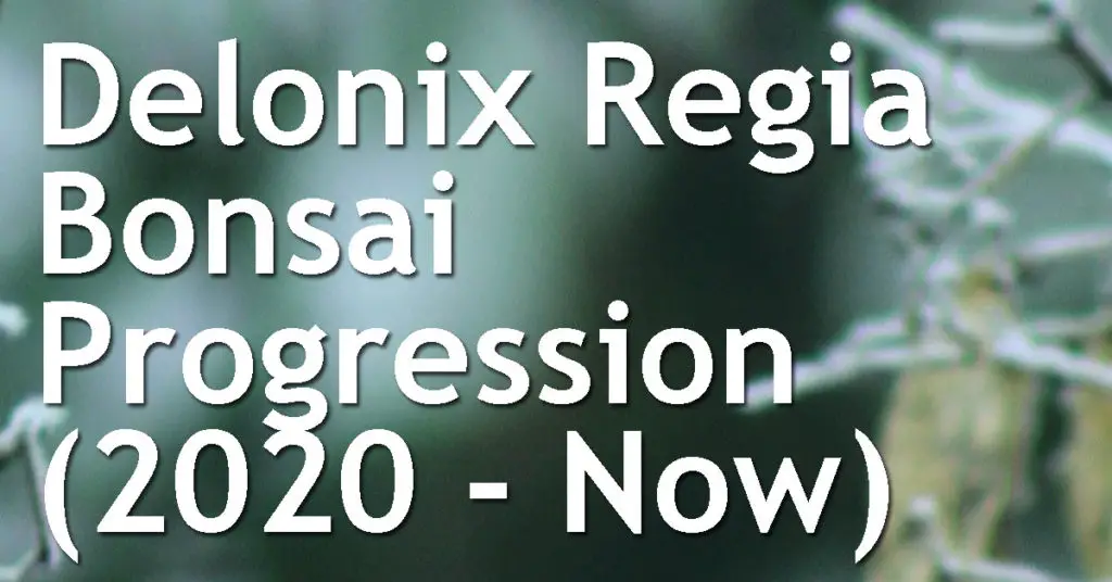 Delonix Regia Bonsai Progression (2020 - Now) 5 Delonix Regia Bonsai Progression