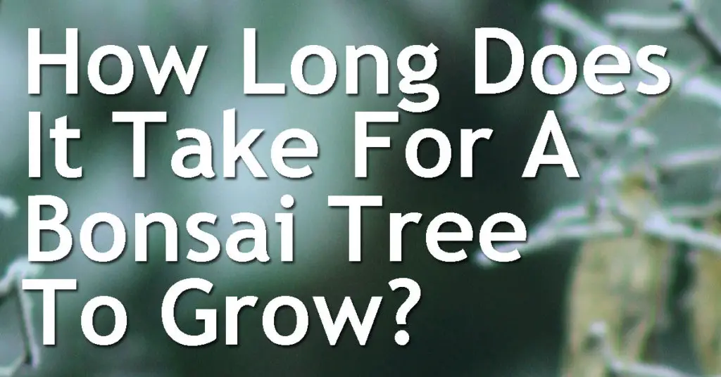 How Long Does It Take For A Bonsai Tree To Grow