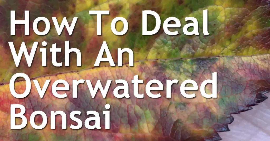 How To Deal With An Overwatered Bonsai 9 How To Deal With An Overwatered Bonsai