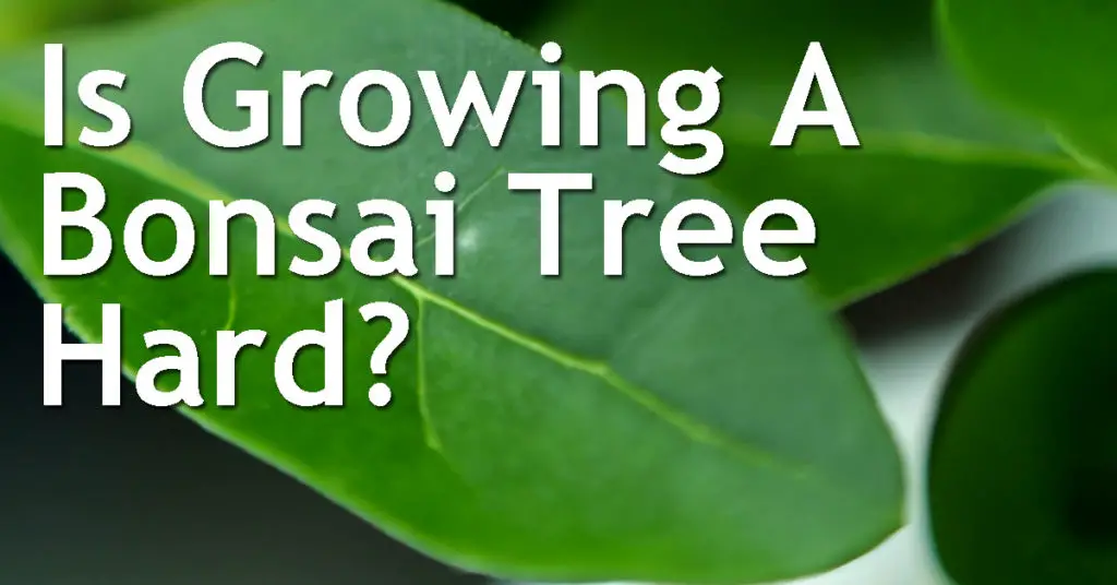 Is Growing A Bonsai Tree Hard? 10 Is Growing A Bonsai Tree Hard