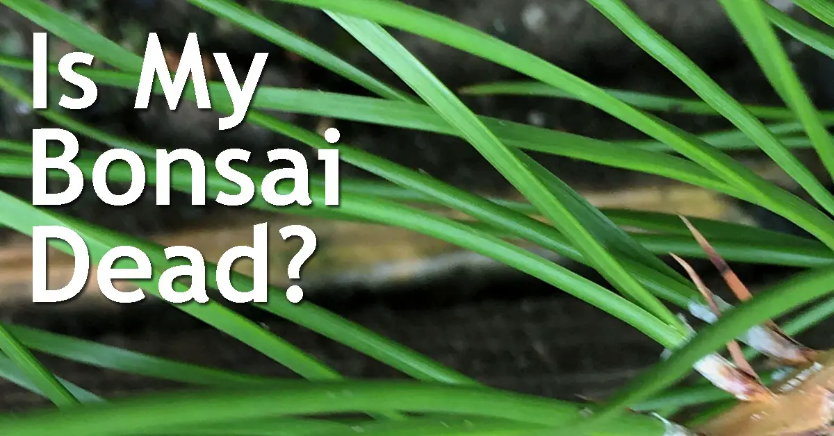 Is My Bonsai Dead? Back Garden Bonsai