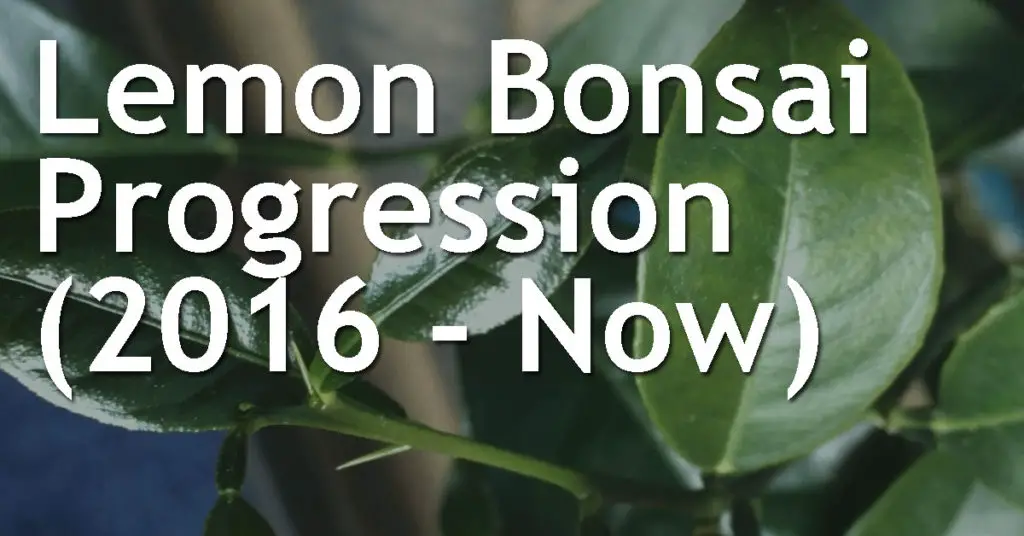 Lemon Bonsai Progression (2016 - Now) 17 Lemon Bonsai Progression