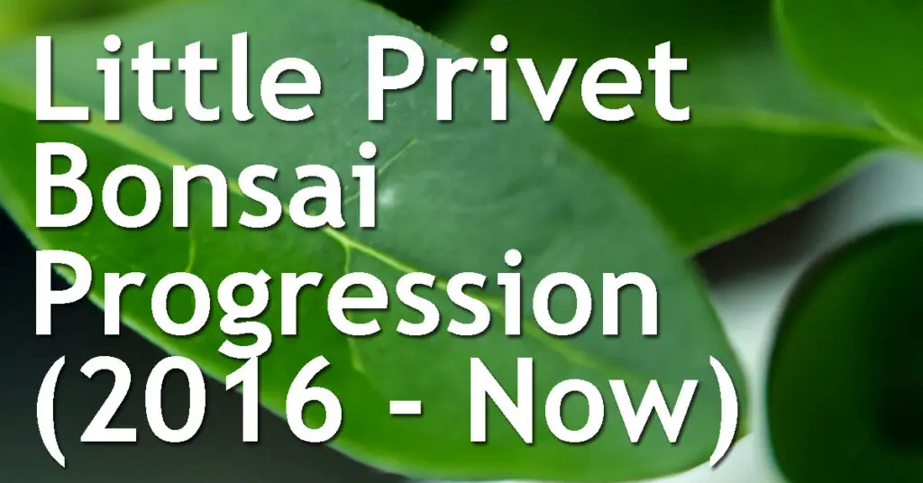 Little Privet Bonsai Progression 2016 Now
