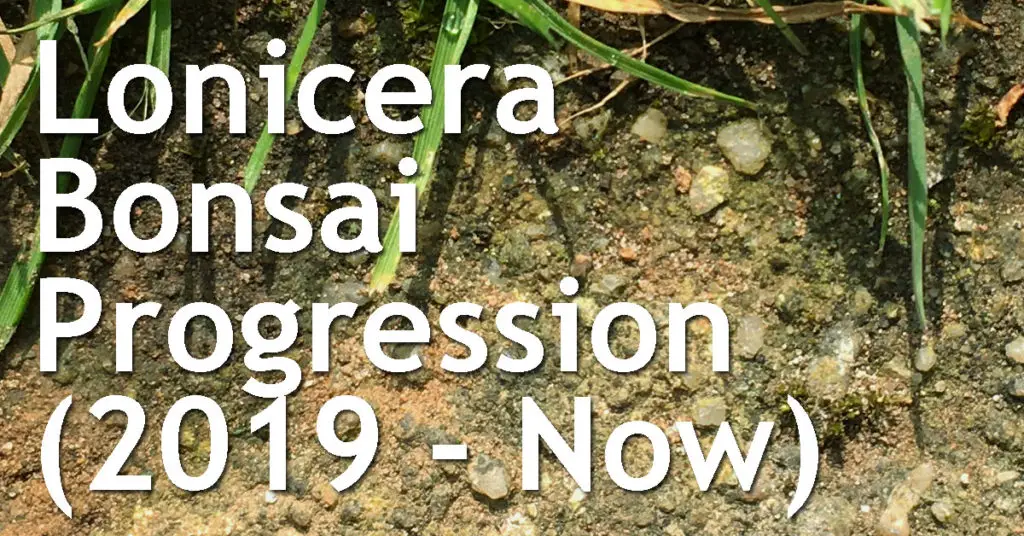 Lonicera Bonsai Progression (2019 - Now) 3 Lonicera Bonsai Progression
