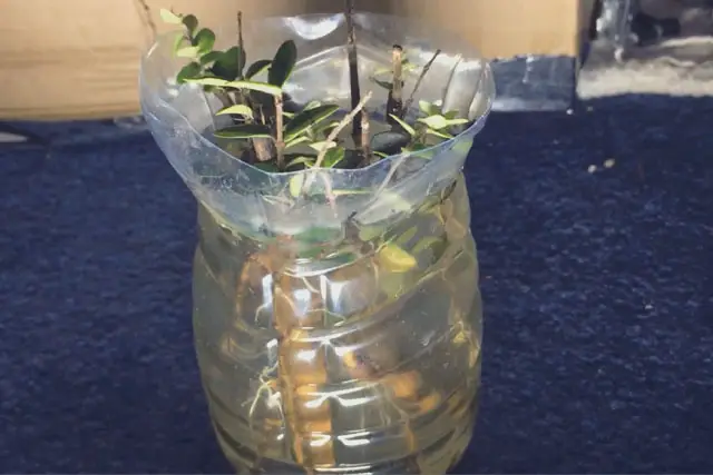 Lonicera Bonsai Progression (2019 - Now) 1 Lonicera progression 1