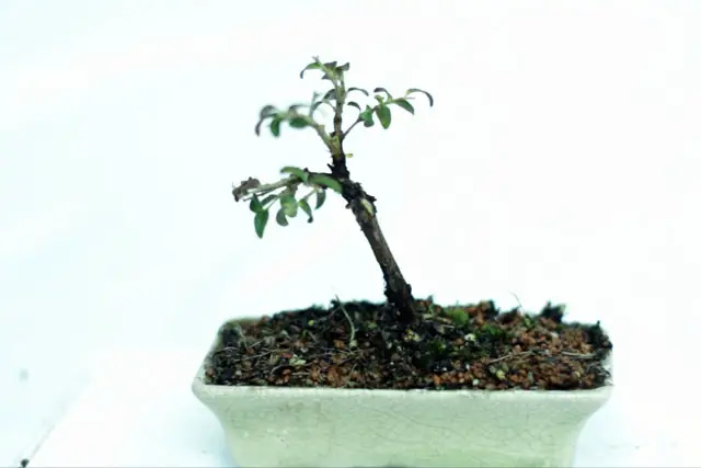 Lonicera Bonsai Progression (2019 - Now) 10 Lonicera progression 10