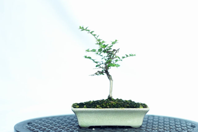 Lonicera Bonsai Progression (2019 - Now) 12 Lonicera progression 12