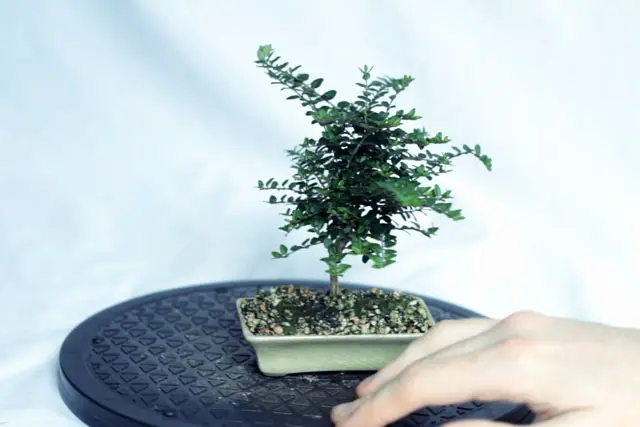 Lonicera progression 13