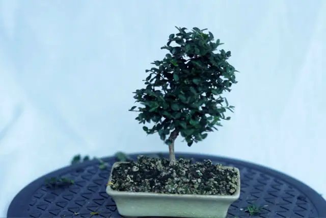 Lonicera progression 14