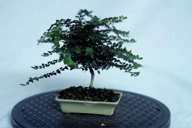 Lonicera progression 15