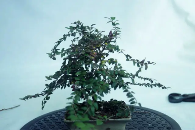 Lonicera Bonsai Progression (2019 - Now) 16 Lonicera progression 16