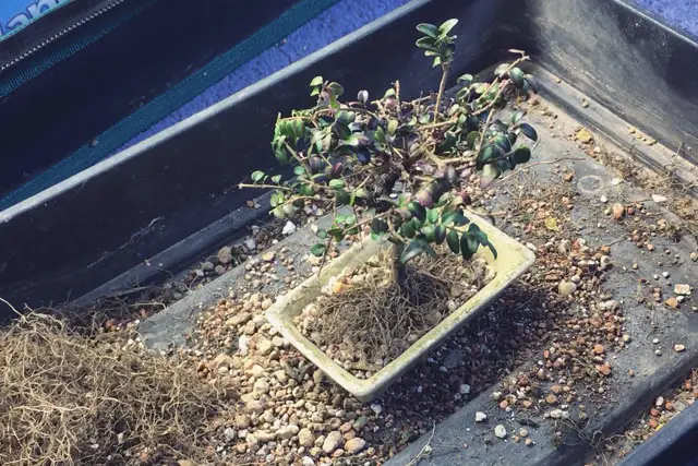 Lonicera Bonsai Progression (2019 - Now) 17 Lonicera progression 17