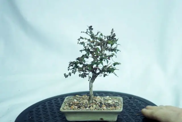Lonicera Bonsai Progression (2019 - Now) 18 Lonicera progression 18