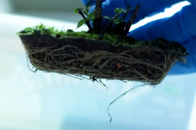 Lonicera Bonsai Progression (2019 - Now) 4 Lonicera progression 4