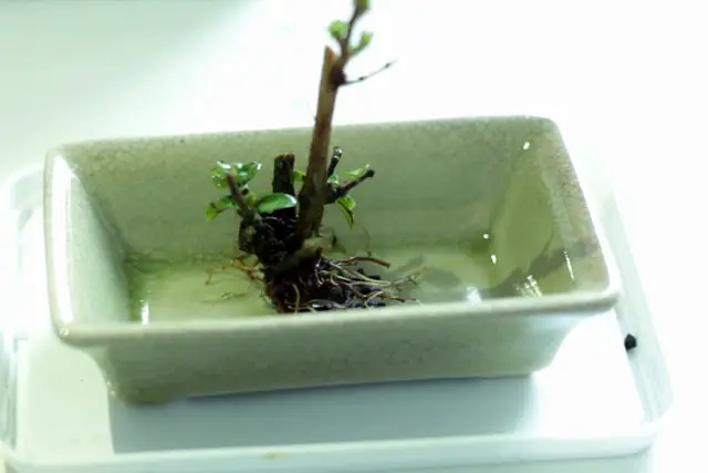 Lonicera Bonsai Progression (2019 - Now) 5 Lonicera progression 5