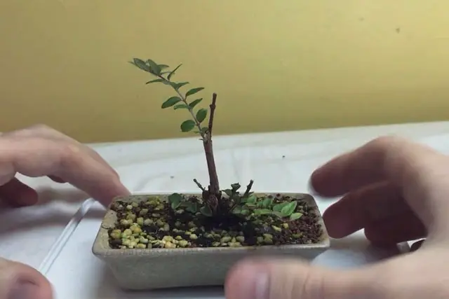 Lonicera Bonsai Progression (2019 - Now) 6 Lonicera progression 6