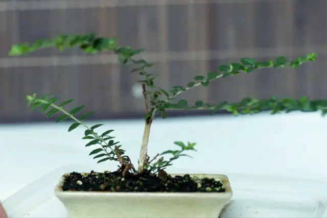 Lonicera Bonsai Progression (2019 - Now) 7 Lonicera progression 7